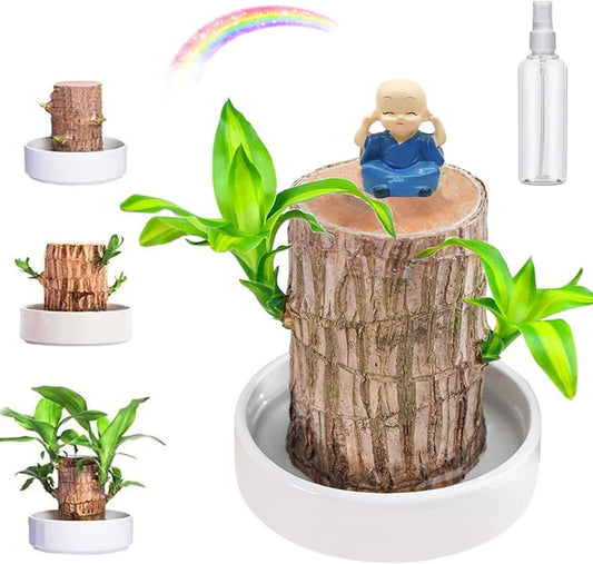 Lucky Brazil Wood Potted Plant 🔥 (BUY 1 GET 1 FREE)